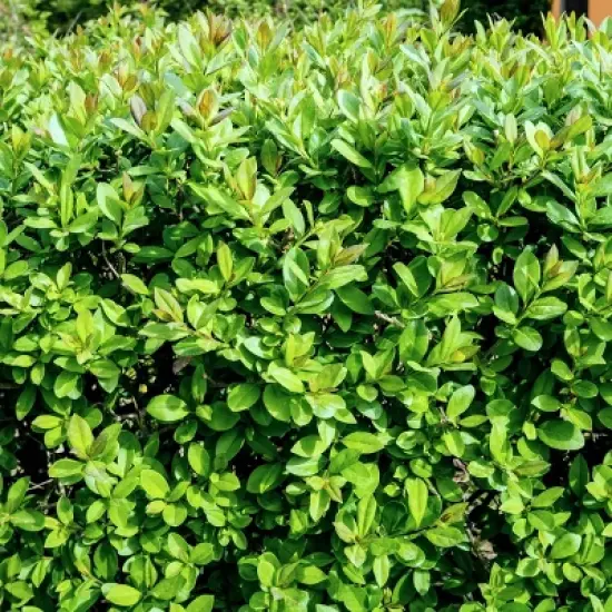 National Plant Network Outdoor Live Wintergreen Boxwood Plant - 1ct 1gal image {8}