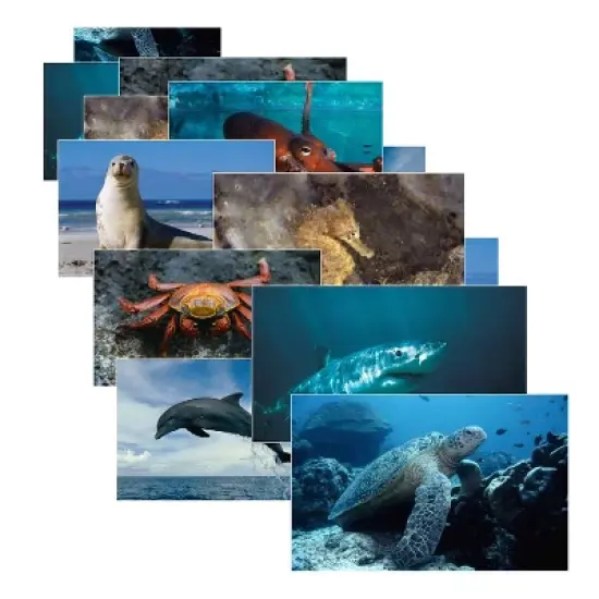 Stages Learning Materials Sea Life Poster Set, Set of 14 image {1}