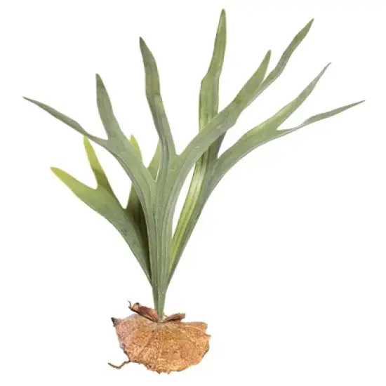 Vickerman Artificial Staghorn Fern image {3}