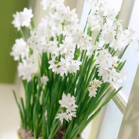 Van Zyverden 5ct Bulbs Narcissus Paperwhites image {4}