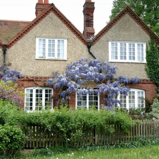 Wisteria 'Blue' 1pc U.S.D.A. Hardiness Zones 3-9 National Plant Network 2.5qt image {2}