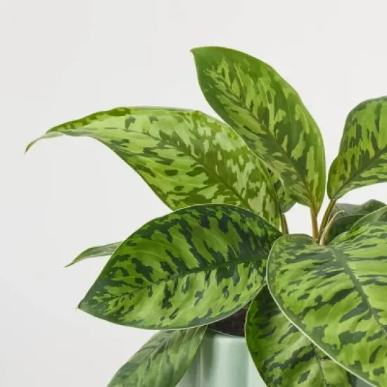 Greenwich Foliage - Good Little Garden&trade; image {10}