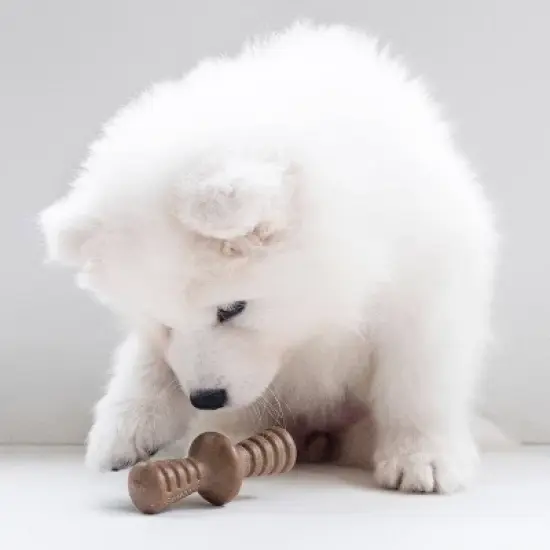 Benebone Puppy Pack Dog Chew Toys - Maple Wood/Bacon - XS - 2pk image {4}