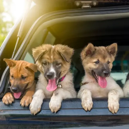 Dog Ramp - 61-Inch Folding, Nonslip Pet Ramp for Dogs to Get into Cars, Trucks, SUVs, or RVs - Portable Pet Ramps with Raised Side by PETMAKER (Black) image {3}