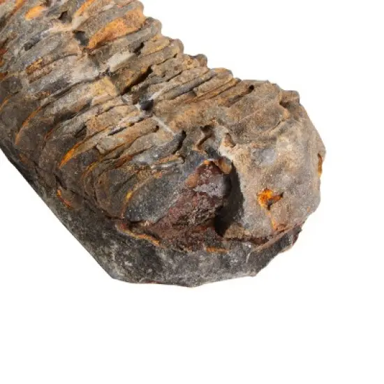 Okuna Outpost 20 Pack Real Bone Replicas from Morocco, Trilobite, Orthoceras, Shark Tooth, Ammonite image {2}