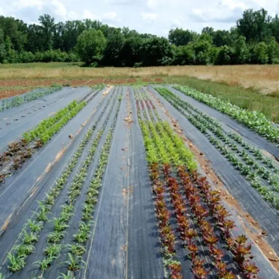 6Ft x 300Ft Heavy Duty Weed Barrier Fabric, 3.2 Oz Professional Grade Landscape Fabric, Weed Block Gardening Mat for Plant Bed, Erosion Control image {2}