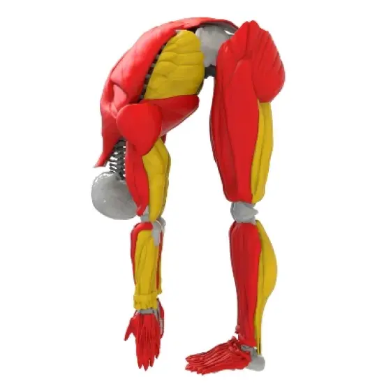 Science to the Max Interactive Human Body Kit image {4}