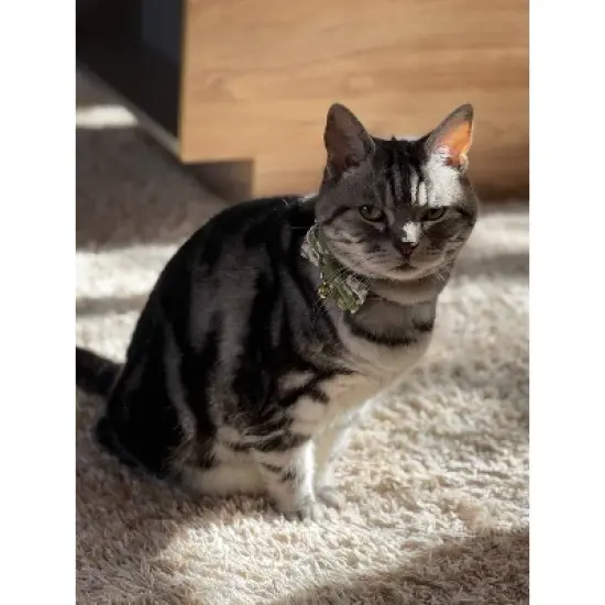 Necoichi Hanami Bow Tie Cat Collar image {7}