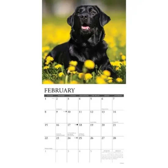 Willow Creek Press 2026 Black Labs Wall Calendar image {2}