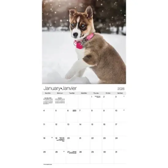 Trends International 2026 Puppies Bilingual French 12"x12" Wall Calendar image {1}