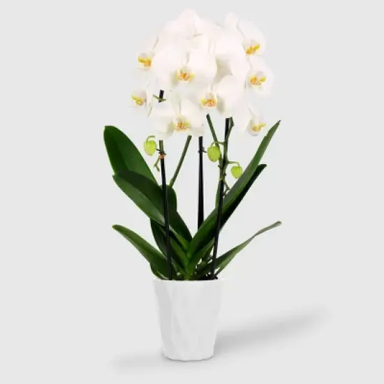5" Double Cascade Orchid - Good Little Garden&trade; image {6}