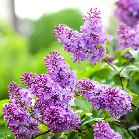 L'Erbolario Lilac Lilac Shower Gel - Body Wash - 10.01 oz image {4}