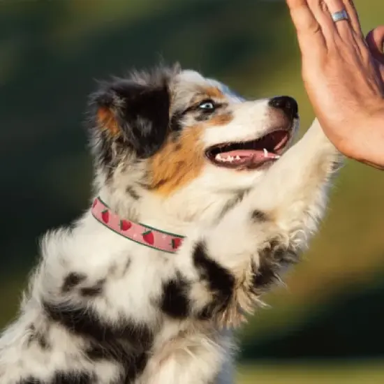 Up Country Strawberry Fields Pattern 1" Wide Large image {3}