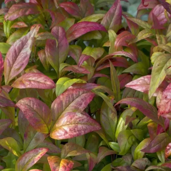 National Plant Network Outdoor Live Fire Power Nandina Plant - 1ct 1gal image {6}