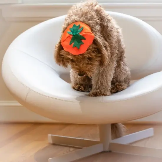 Midlee Dog Pumpkin Headband Halloween Costume image {4}