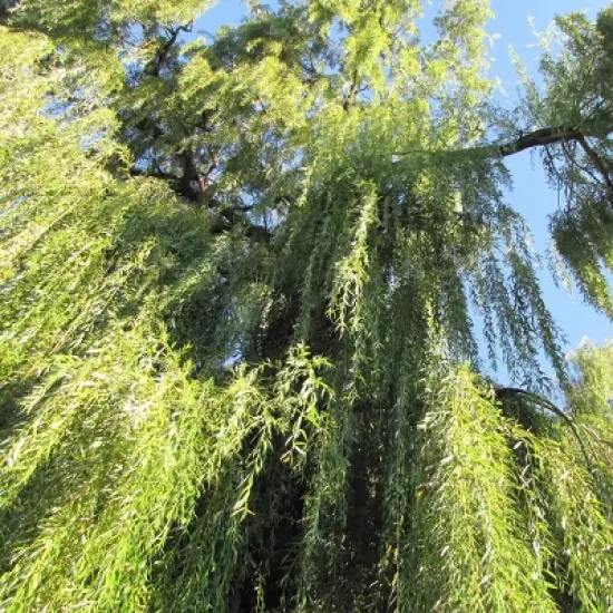 2.25gal Weeping Willow Tree - National Plant Network image {2}