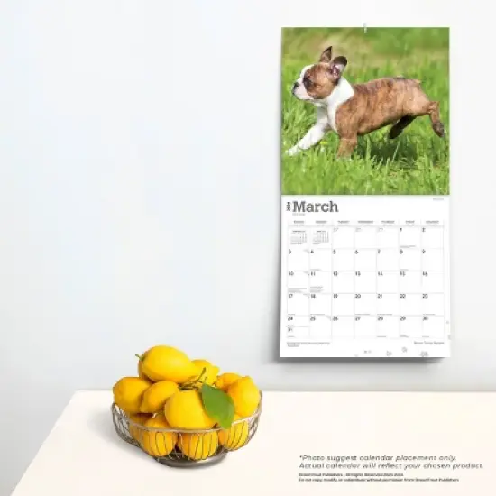 Browntrout 2024 Wall Calendar 12"x12" Boston Terrier image {3}