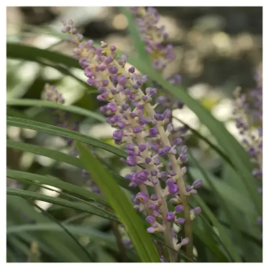 Liriope 'Big Blue' 1pc - National Plant Network - U.S.D.A. Hardiness Zones 5 - 10 image {4}
