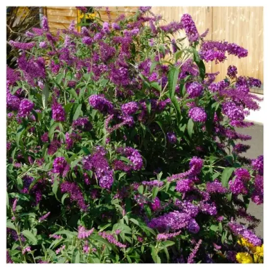 Buddelia 'Nanho Purple' 1pc - National Plant Network U.S.D.A Hardiness Zone 5-9 - 2.5 Quart image {2}