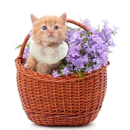 Unique Bargains Cat Collar Pink Black 2 Pcs image {5}