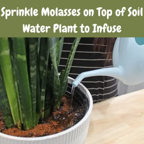 Soil Sunrise Dry Horticultural Molasses Powder, Indoor/Outdoor Gardening Soil Amendment for Plants image {3}