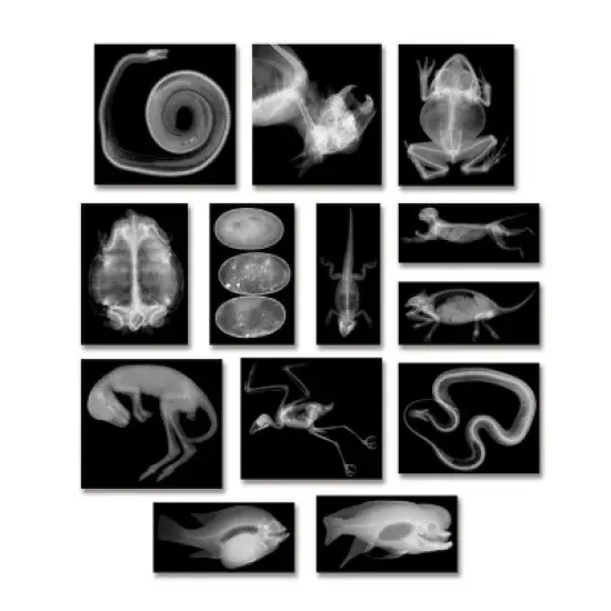 Roylco Animal X-Rays image {1}