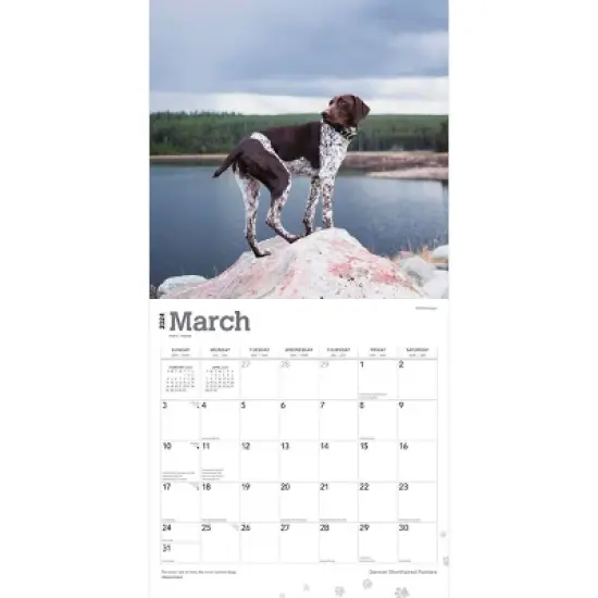Browntrout 2024 Wall Calendar 12"x12" German Shorthaired Pointers image {2}