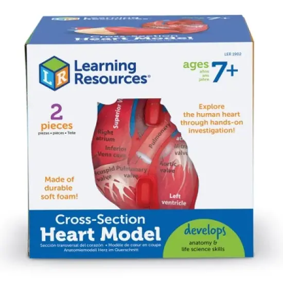 Learning Resources Cross-Section Human Heart Model - 2-Pieces, Grades 2+ | Ages 7+  Anatomy for Kids, Science Exploration Kits image {3}