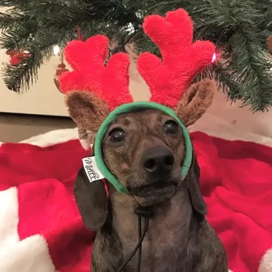 Midlee Christmas Reindeer Small Dog Antlers image {3}