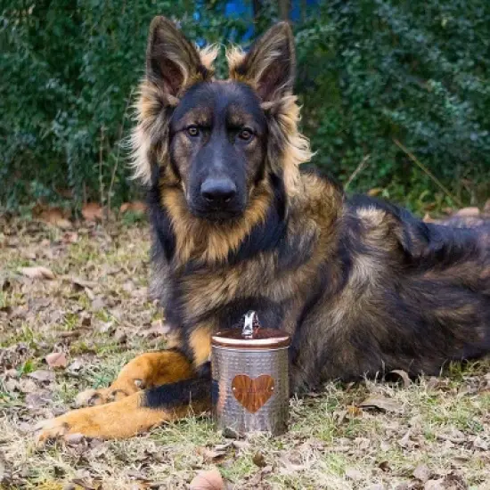 Amici Pet Rosie Silver/Rose Gold Metal Treats Canister 2 Size Set, Pet Food Storage Containers, Dog Food Jar with Lid,38 & 104 Ounce image {4}