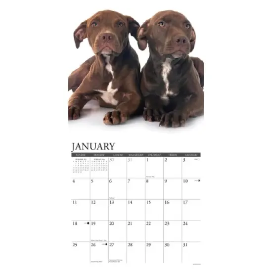 Willow Creek Press 2026 American Pit Bull Terrier Puppies Wall Calendar image {2}