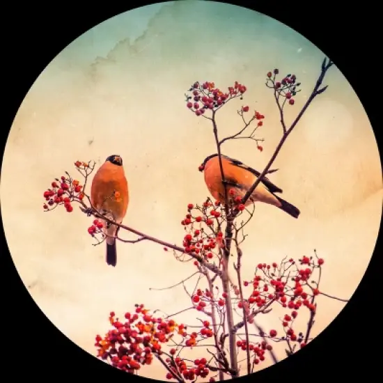 Women's Design By Humans Bullfinch eat rowan By AnnArtshock Racerback Tank Top image {1}