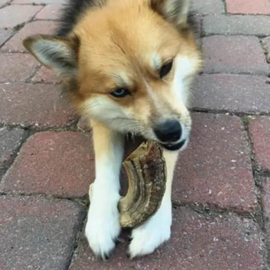 Icelandic+ Large Lamb Horn Dog Chew image {6}