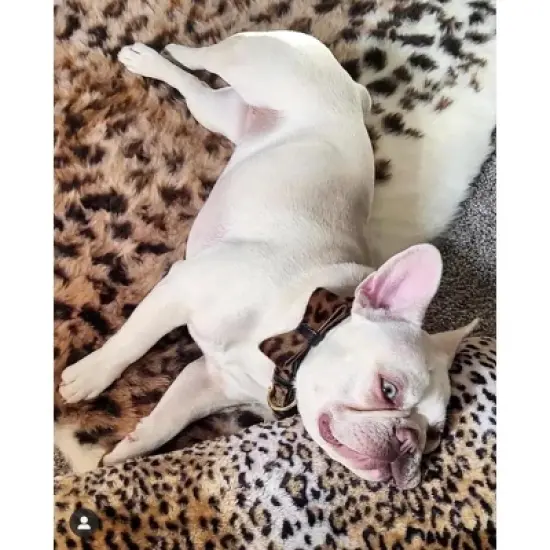 PoisePup &ndash; Luxury Pet Dog Bow Tie &ndash; Soft Premium Leather Bowtie for Small and Large Dogs - Wildest One image {2}