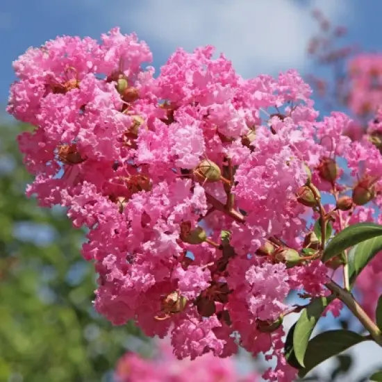 National Plant Network Pocomoke Dwarf Crepe Myrtle - 3gal image {5}