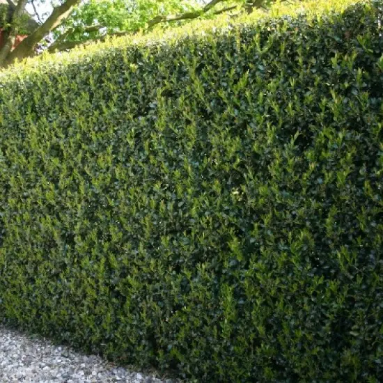 1pc Holly Dwarf Burford - National Plant Network image {1}