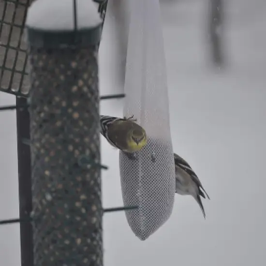 C&S Ready To Use Nyjer Sack Filled Wild Bird Feeder - 12 Ounce- 4 Pack image {1}