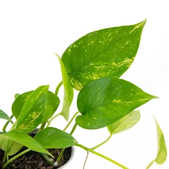 3pc 'Variegated' Pothos - National Plant Network image {1}