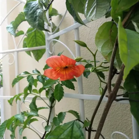 Lirago 2 Pack Metal Garden Trellis Rustproof Climbing Plant Support for Outdoor Flowers Vines Vegetables White Powder Coated 71"H x 19.7"W x 1"D image {5}