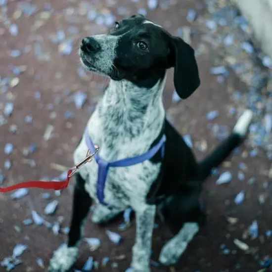 Unique Bargains Training Dog Leash with Foam Handle Leash 49.2ft Red 1 Pc image {4}