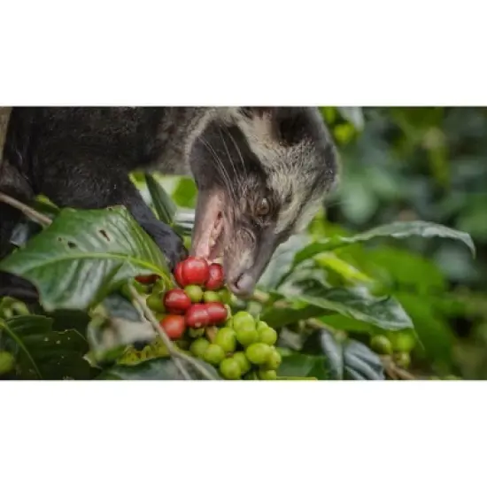 Premium Kopi Campur (Kopi Luwak) From Indonesia Wild Palm Civets Coffee Beans, Medium Roast, 250 Grams image {3}