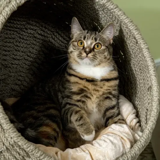 PawHut Elevated Cat Basket Bed with Cushion, Cat Egg Chair Shape, Cute Cat Condo with Stand for Indoor Cats, 20" Dia. x 23.5" H, Herbal Grey image {4}