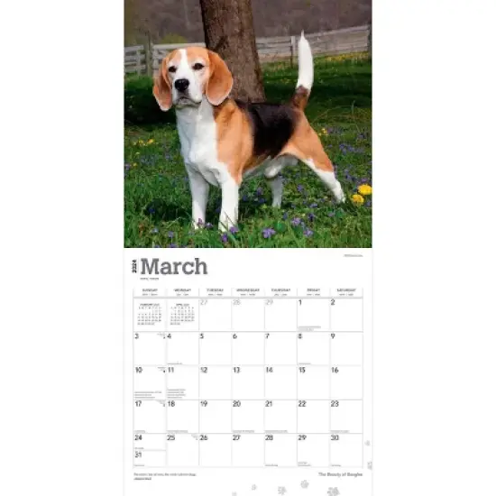 StarGifts 2024 Wall Calendar 12"x12" The Beauty of Beagles image {2}