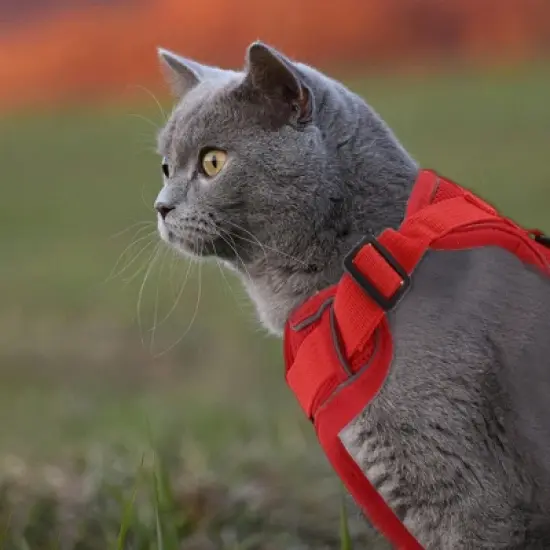 Unique Bargains Cat Harness and Leash with Reflective Strips Large Red 1 Set image {4}