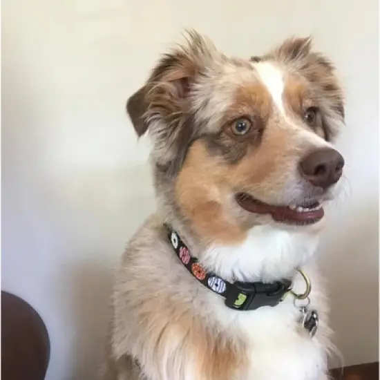 Up Country Donuts Collar, Large 15"-21" image {2}