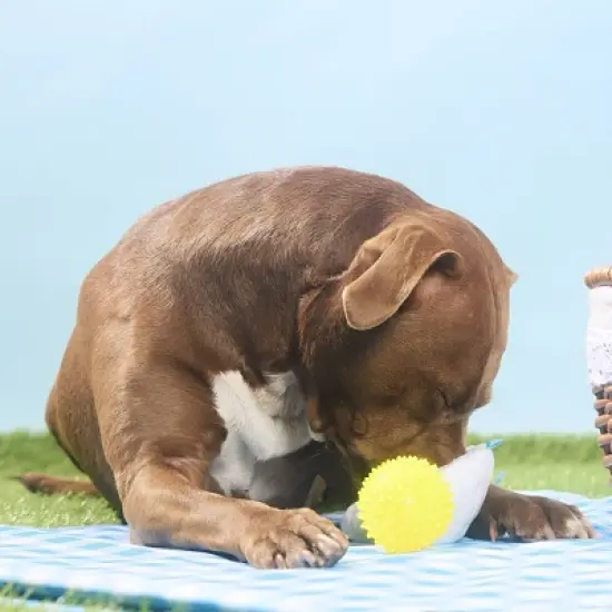 BARK Spring Picnic in the Bark Deviled Begg Dog Plush Toy - 2pc image {3}