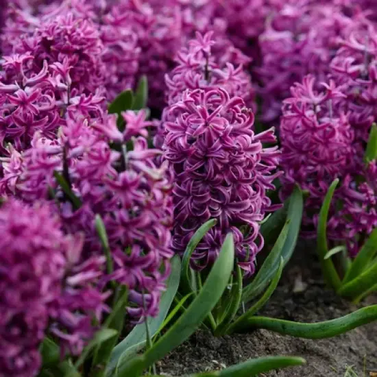 Van Zyverden 10ct Bulbs Hyacinth Purple Sensation image {6}