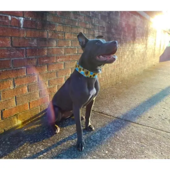 Country Brook Petz Martingale Dog Collar with Premium Buckle - Floral Collection image {2}