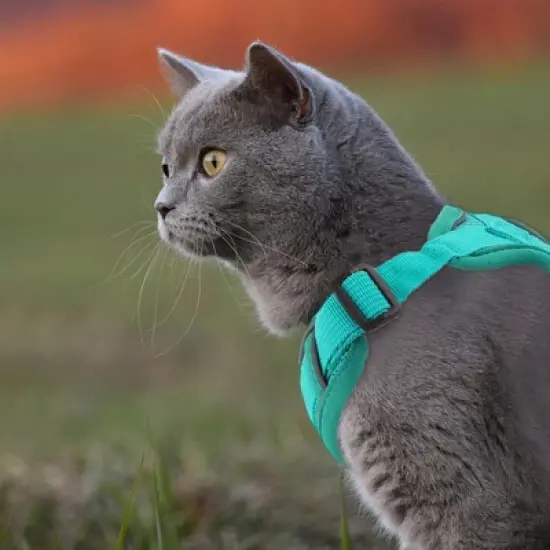 Unique Bargains Cat Harness and Leash with Reflective Strips Small Lake Blue 1 Set image {4}