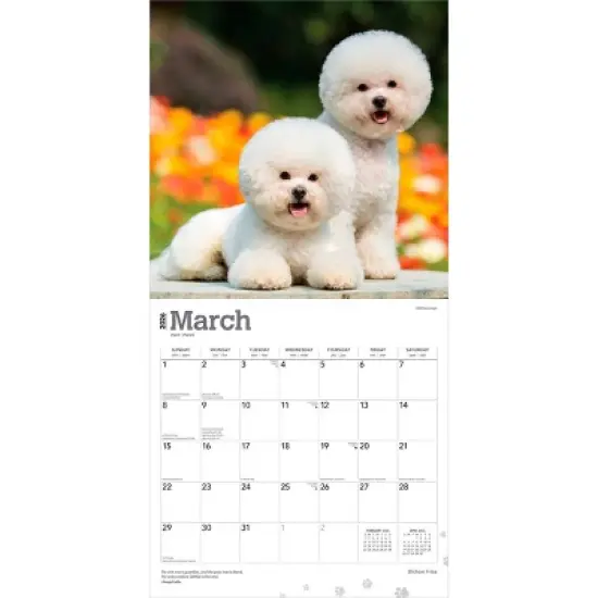 BrownTrout Bichon Frise 2026 12"x24" Hanging Square Wall Calendar Plastic-Free image {2}